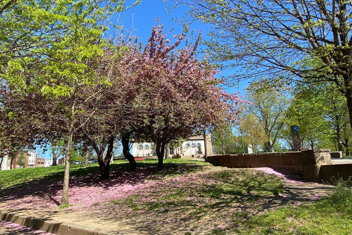 Kensington news: Election Day, Earth Day composting, PPD community listening session, and NKCDC native plant sale