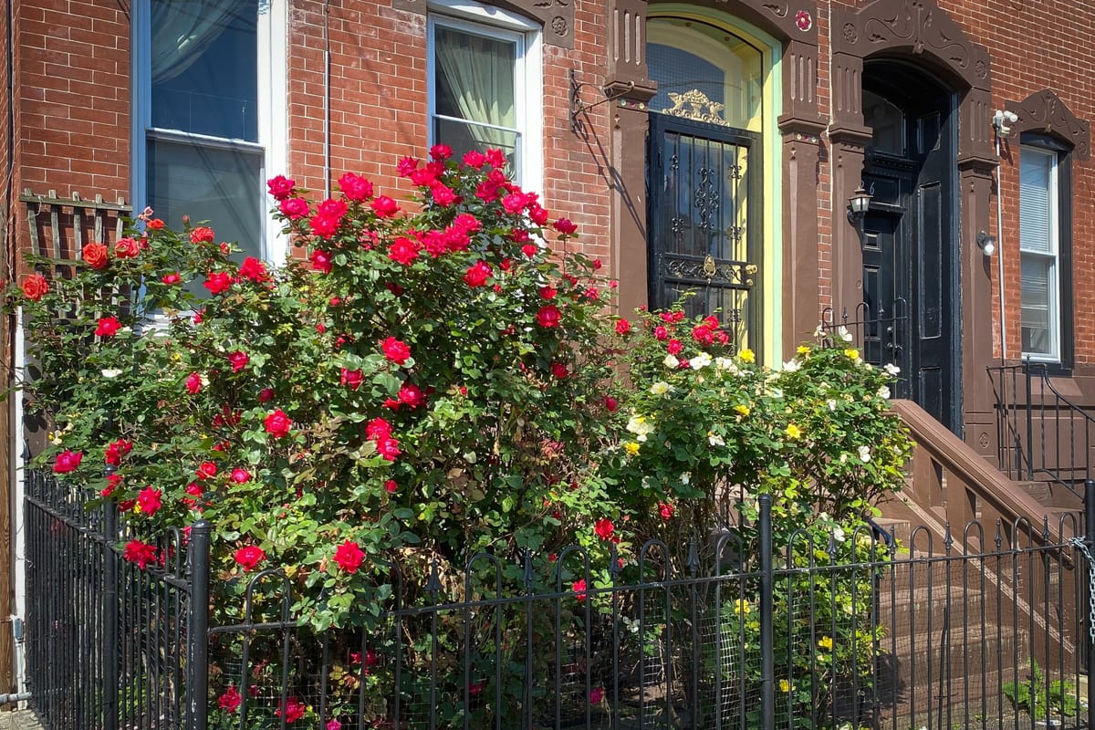 Kensington news: Encampment sweep aftermath, Philly Goat Project coming to McPherson, and traffic safety on Kensington and Lehigh avenues