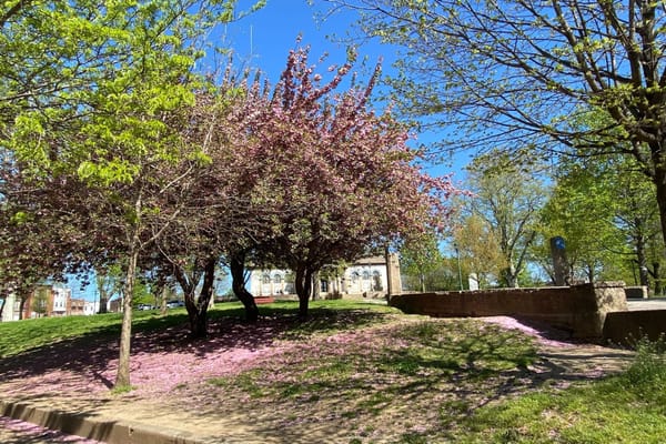 Kensington news: Election Day, Earth Day composting, PPD community listening session, and NKCDC native plant sale