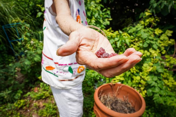 Kensington news: “Two of a Kind” concert, Christmas in July and more