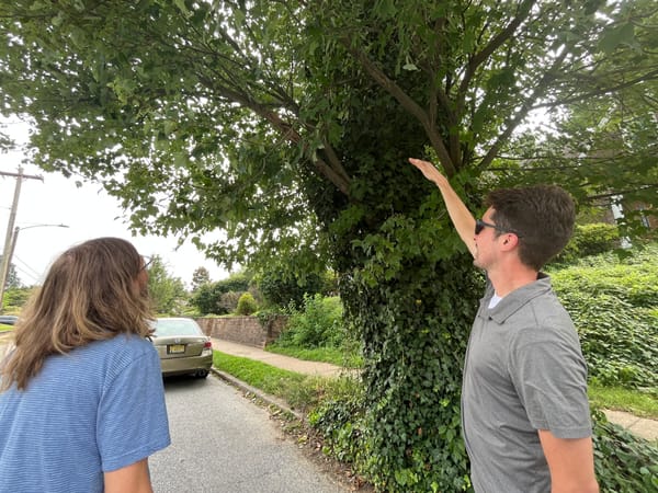 Pruning for paving? Or trees in trouble?