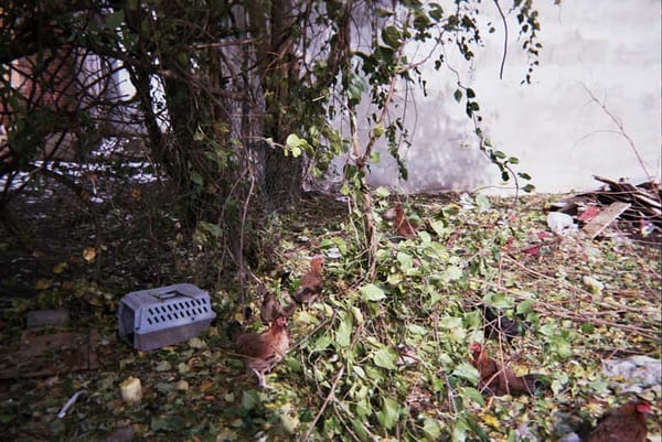 Veo gallinas corriendo por mi barrio